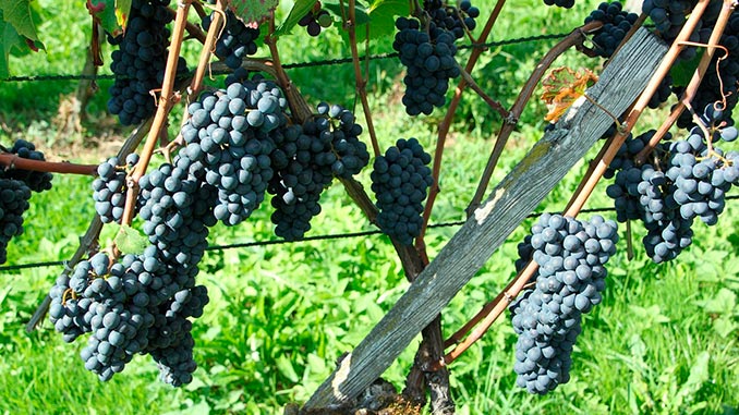 პინო, ნუარი, ვაზის, ჯიში