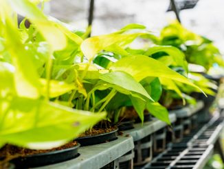 ვერტიკალური, მებოსტნეობა