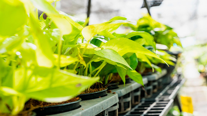 ვერტიკალური, მებოსტნეობა