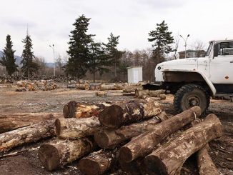 წაბლი, უკანონო, მოპოვება