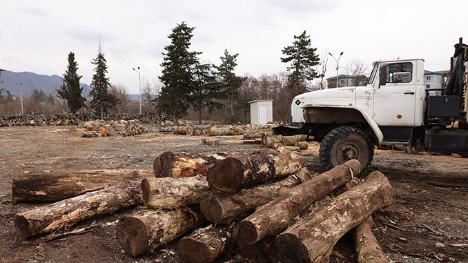 წაბლი, უკანონო, მოპოვება