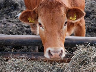 ყაზახეთი, რუსეთი, აკძალავა