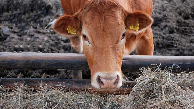 ყაზახეთი, რუსეთი, აკძალავა