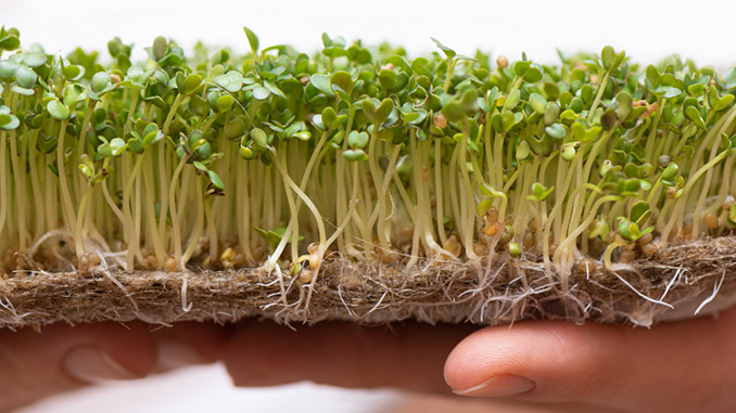 მიკრომწვანილი