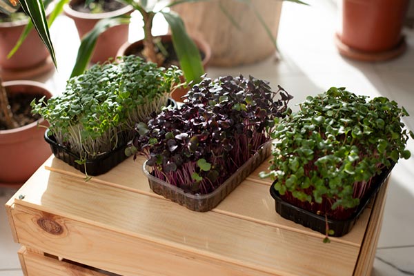 მიკრომწვანილი