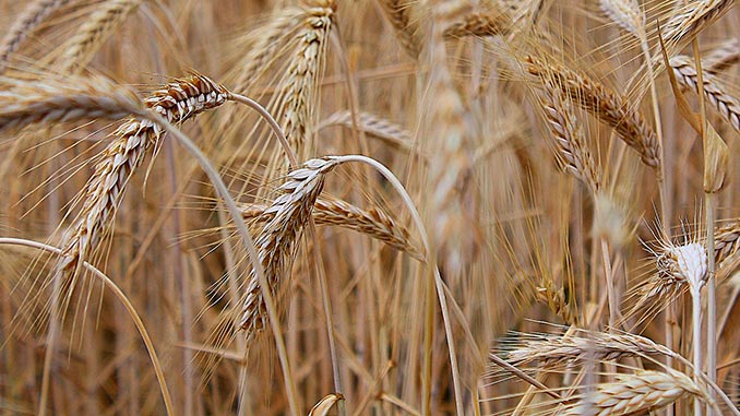 აშშ, ხორბალს, ამცირებს