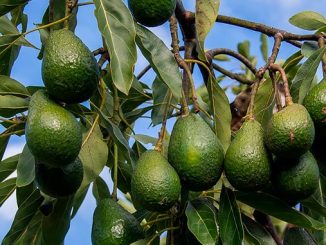 ავოკადო, მსოფლიო, ბაზარი