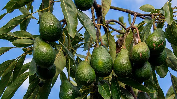ავოკადო, მსოფლიო, ბაზარი