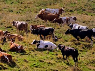 ევროკავშირი, ავსტრალია