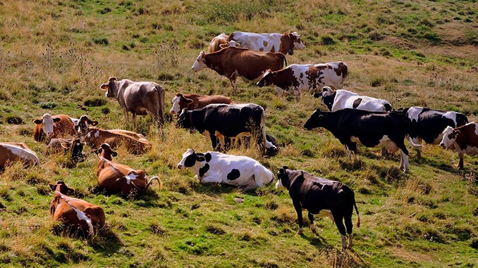 ევროკავშირი, ავსტრალია