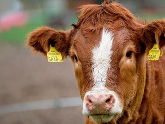 ავსტრალია, ხორცი, რძე