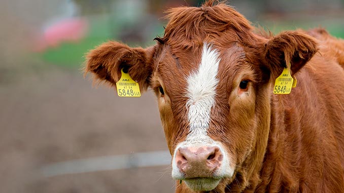 ავსტრალია, ხორცი, რძე