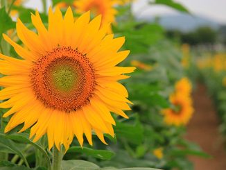 ევროკავშირში, მზესუმზირის, წარმოება