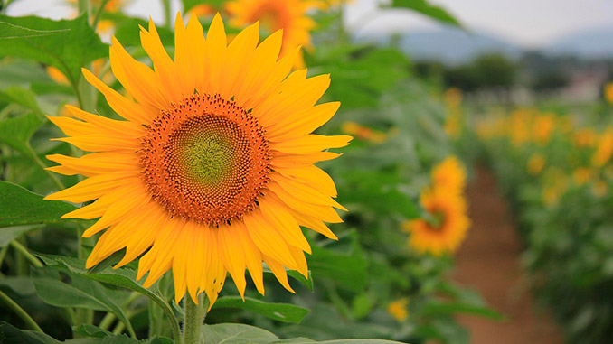 ევროკავშირში, მზესუმზირის, წარმოება