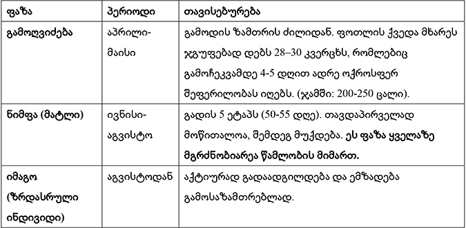 ფაროსანა, ბარაქა