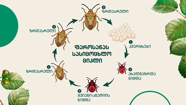 ფაროსანა, ბარაქა