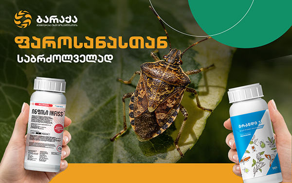 ფაროსანა, ბარაქა