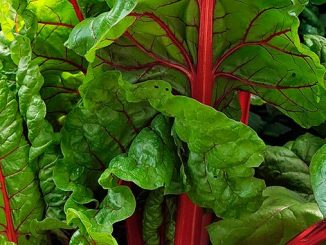 ფოთლოვანი, ჭარხალი, მანგოლდი, ბიოწარმოება