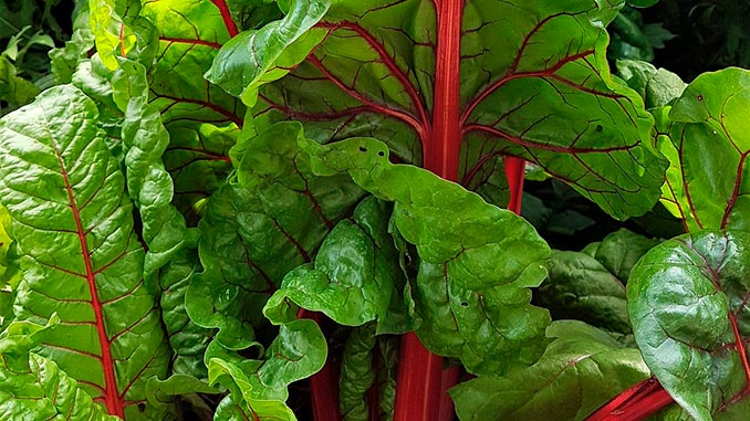 ფოთლოვანი, ჭარხალი, მანგოლდი, ბიოწარმოება