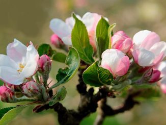 დამტვერიანება, აპრილი, ფუტკარი