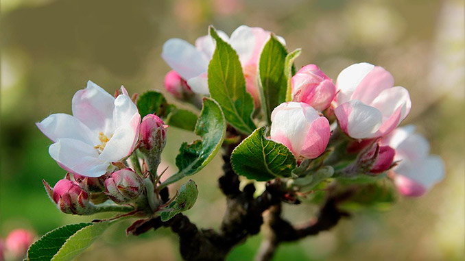 დამტვერიანება, აპრილი, ფუტკარი