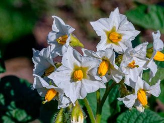 კარტოფილი, გენეტიკა, ნიდერლანდები