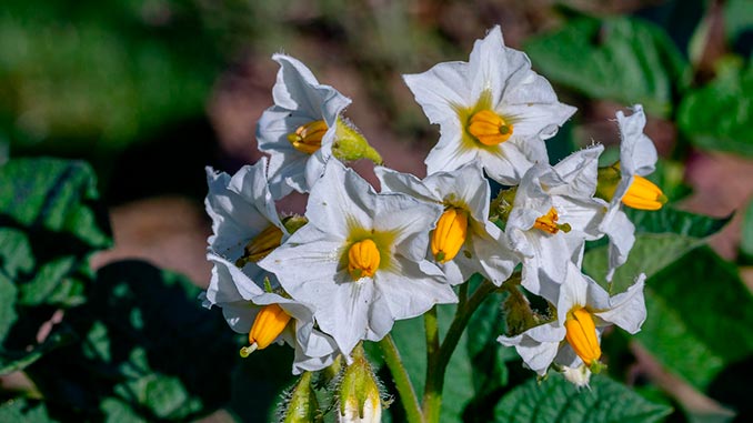 კარტოფილი, გენეტიკა, ნიდერლანდები