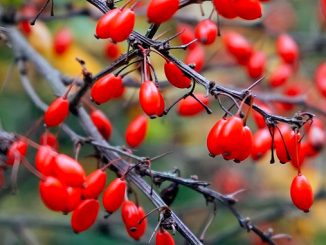 კოწახური, ბაზარი