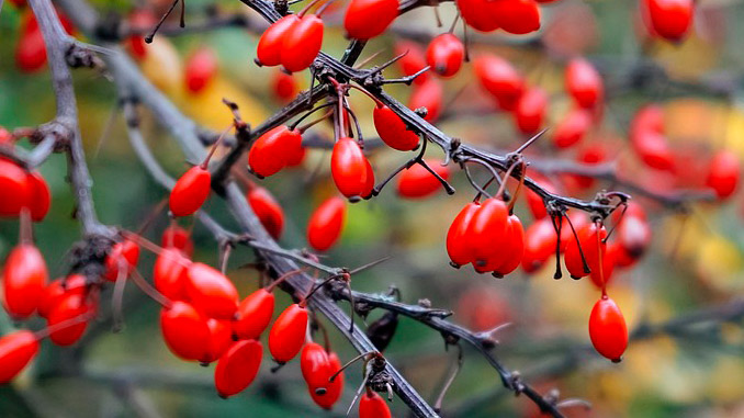 კოწახური, ბაზარი