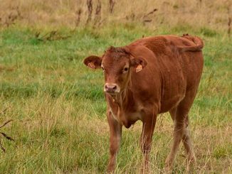 აპრილი, მცირე, მეცხოველეობაში