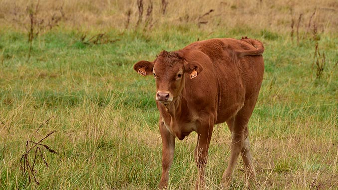 აპრილი, მცირე, მეცხოველეობაში