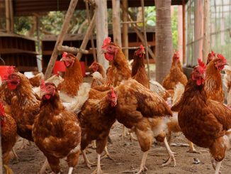 აპრილი, მცირე, მეფრინველეობა