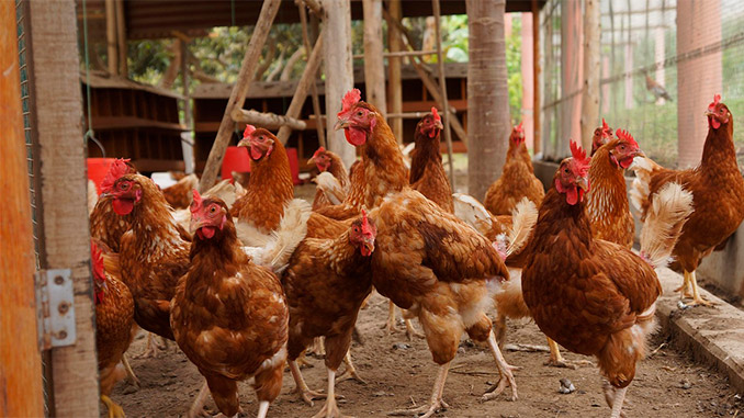 აპრილი, მცირე, მეფრინველეობა