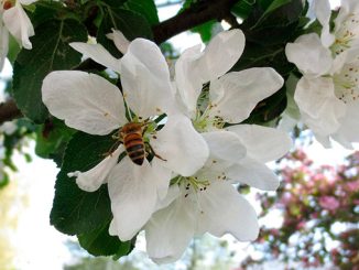 მებაღე, მეფუტკრე, თანამშრომლობა