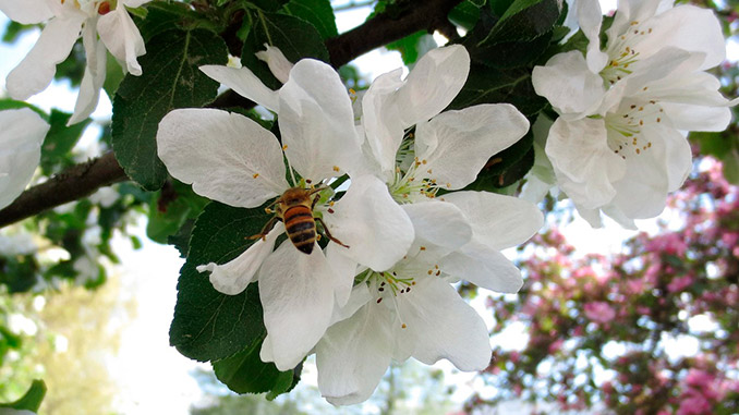 მებაღე, მეფუტკრე, თანამშრომლობა