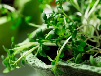 მიკრომწვანილი