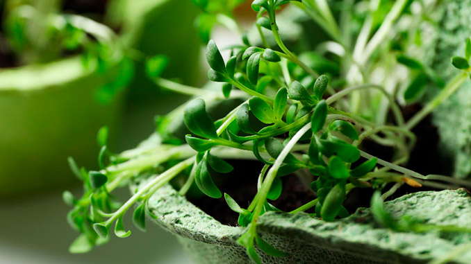 მიკრომწვანილი