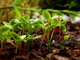 მორწყვის, სტრატეგია, გაზაფხულზე