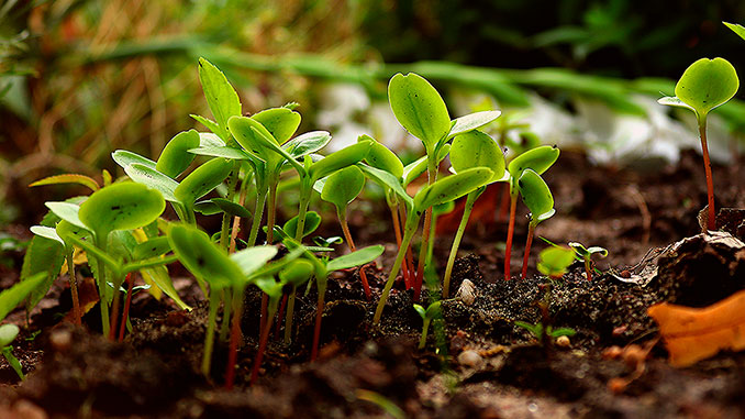 მორწყვის, სტრატეგია, გაზაფხულზე