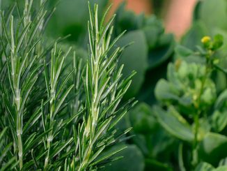 როზმარინი, ორგანული, წარმოება