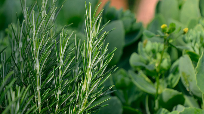 როზმარინი, ორგანული, წარმოება