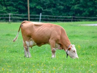 ცხოველთა, საკვების, წარმოება