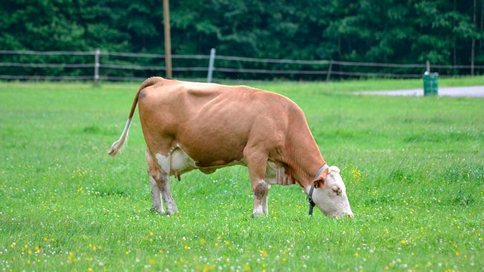 ცხოველთა, საკვების, წარმოება