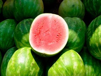 საზამთრო, ევროპა