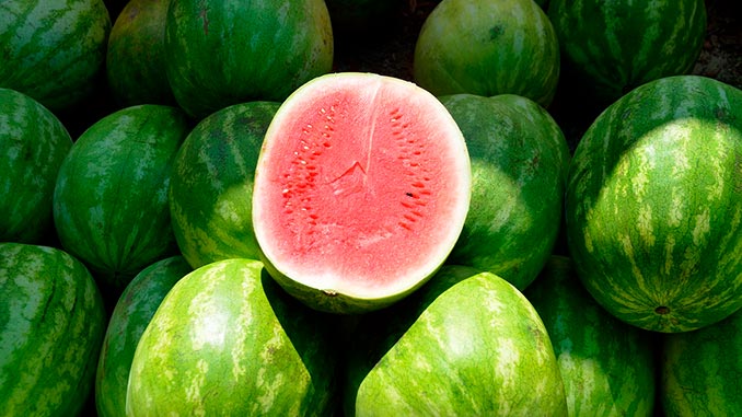 საზამთრო, ევროპა