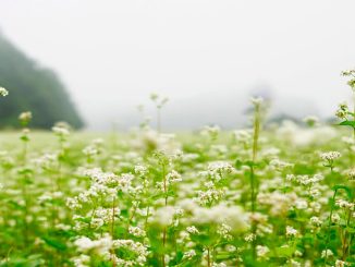სიდერატები, თესვა, აპრილი