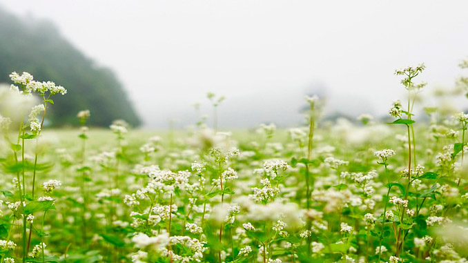 სიდერატები, თესვა, აპრილი