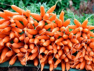 სტაფილო, ორგანული, წარმოება