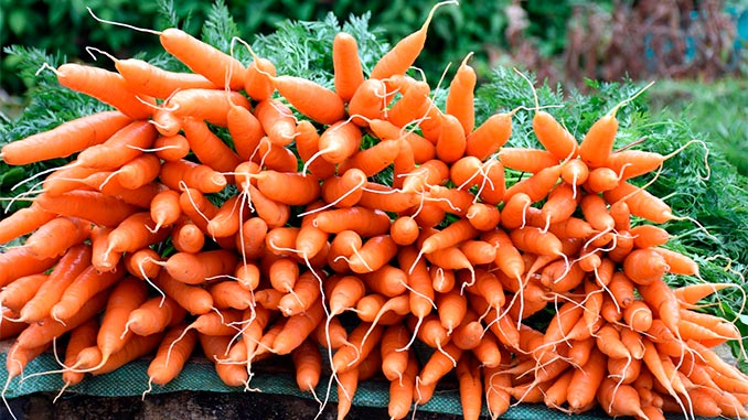 სტაფილო, ორგანული, წარმოება