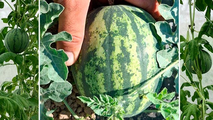 სუპერ, მინი, საზამთრო